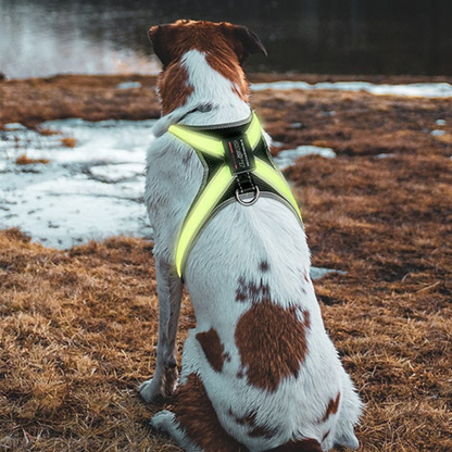 Color Changing Dog Harness