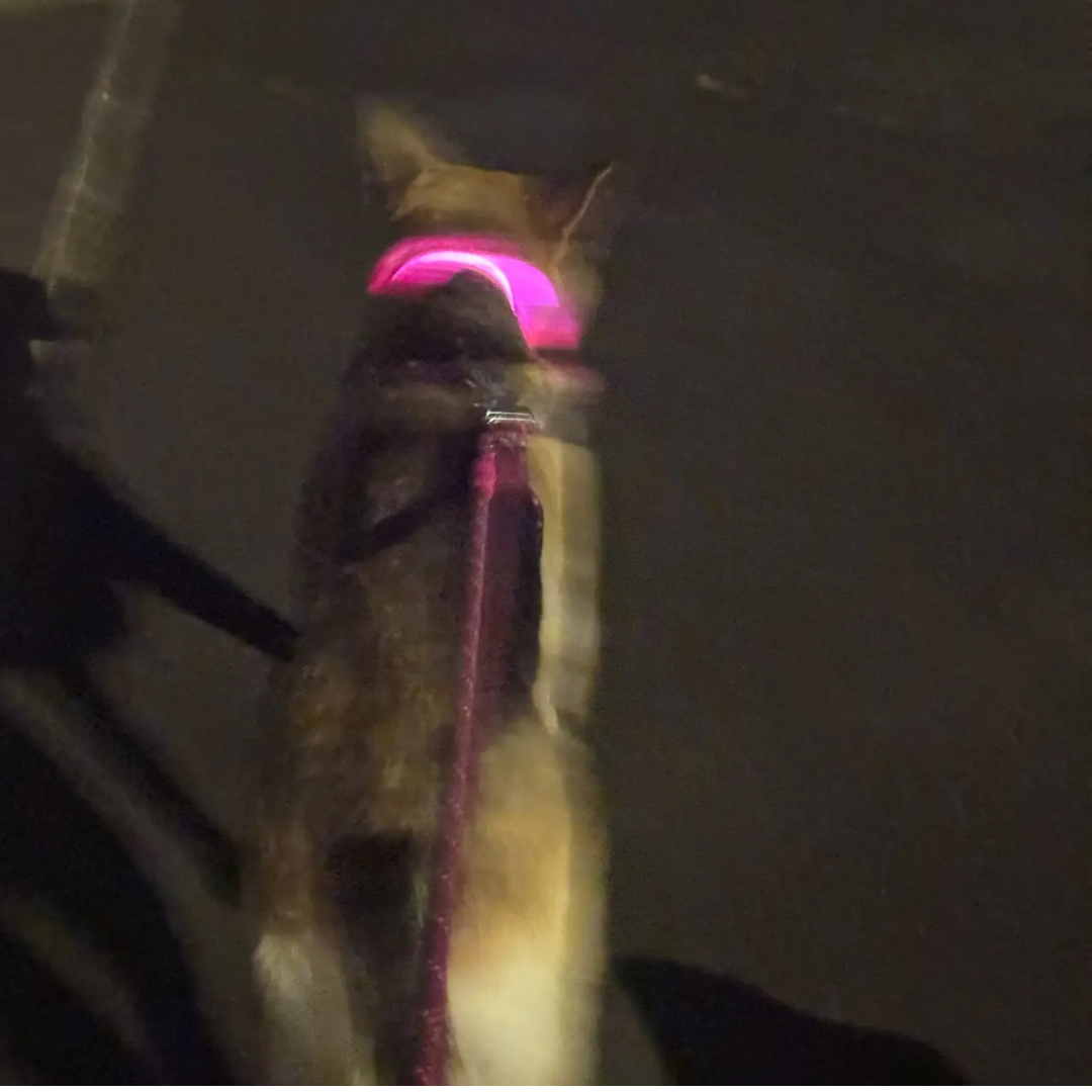 Light Up Night-Safety Dog Collar