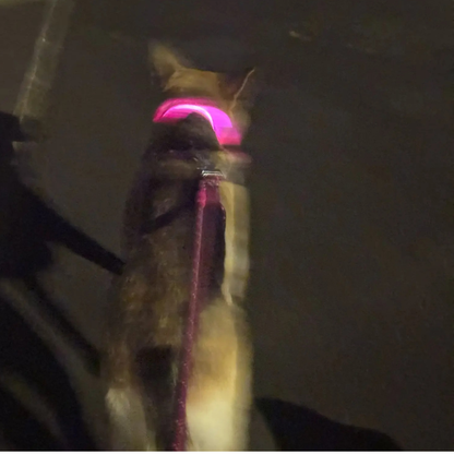 Light Up Night-Safety Dog Collar