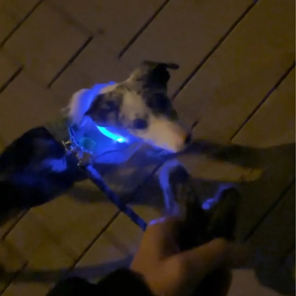 Light Up Night-Safety Dog Collar